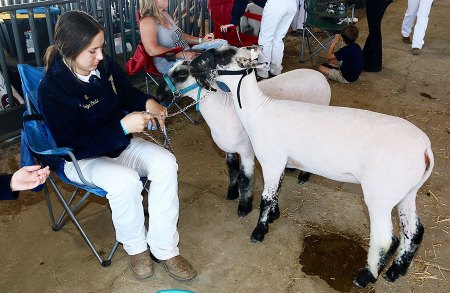 Lemoore FFA's Katelyn Costa holds two sheep while taking a break on Thursday at the Kings Fair.